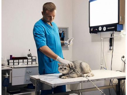 Ветеринарный врач выезд 24 часа