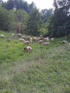 Овцы, ярки, бараны - фотография № 4