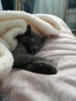 Серая кошечка