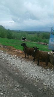 Романовские овцы - фотография № 2