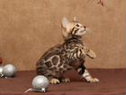 Бенгальские котята из питомника к Новому году объявление продам