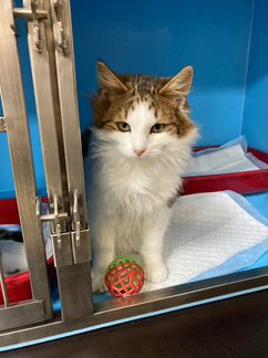 Котенок в добрые руки