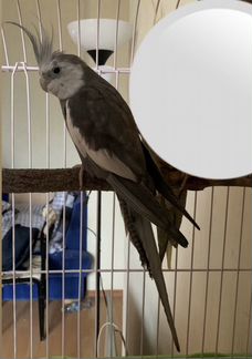 Корелла безщёкая