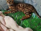 Бенгальский котик приглашает кошечку на вязку