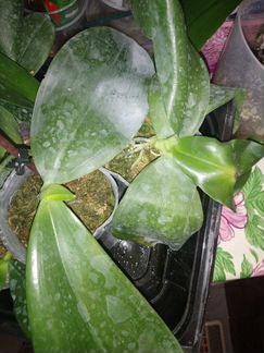 Орхидея Гигантея