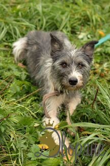 Нора в самые добрые руки