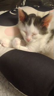 Котята отдам даром