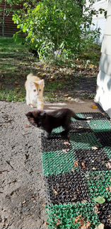 Котята в дар