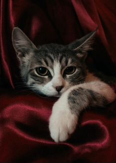 Кошка