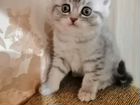 Шотландские вислоухие котята мраморные объявление продам