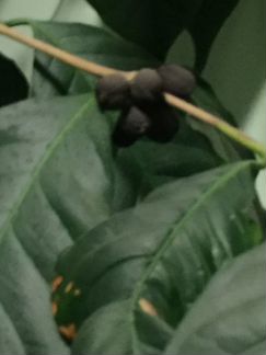 Кофейное дерево