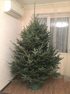 Пихта Фразера / Живая ёлка