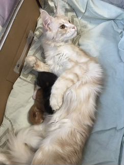 Котёнок мейн-кун